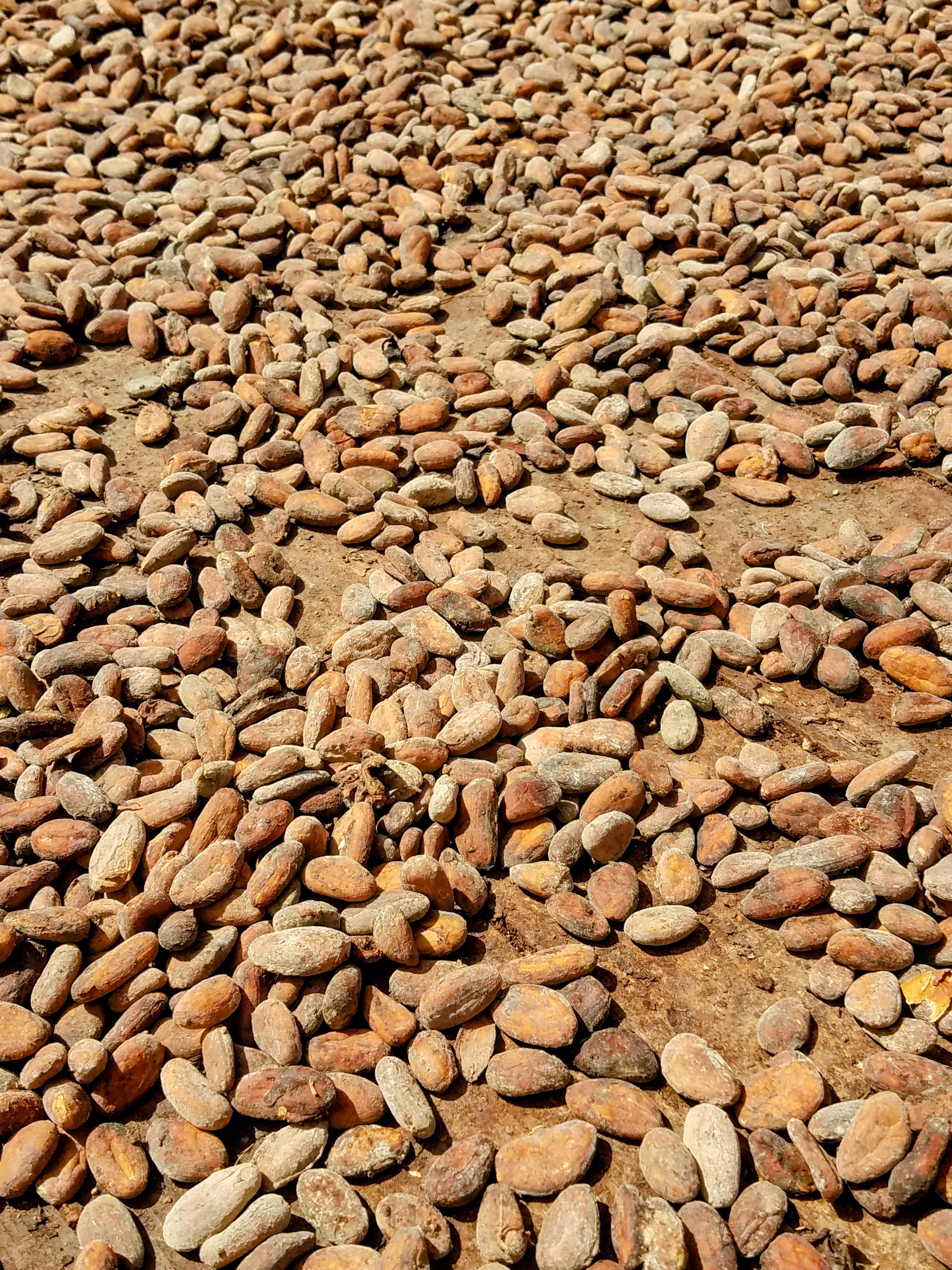 St. Lucia Chocolate – Discover Top Tours, Cacao Plantations & Chocolate Spas